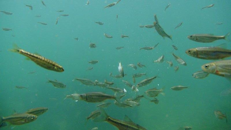 Una Canyon Paradise Bihać Eksteriør billede